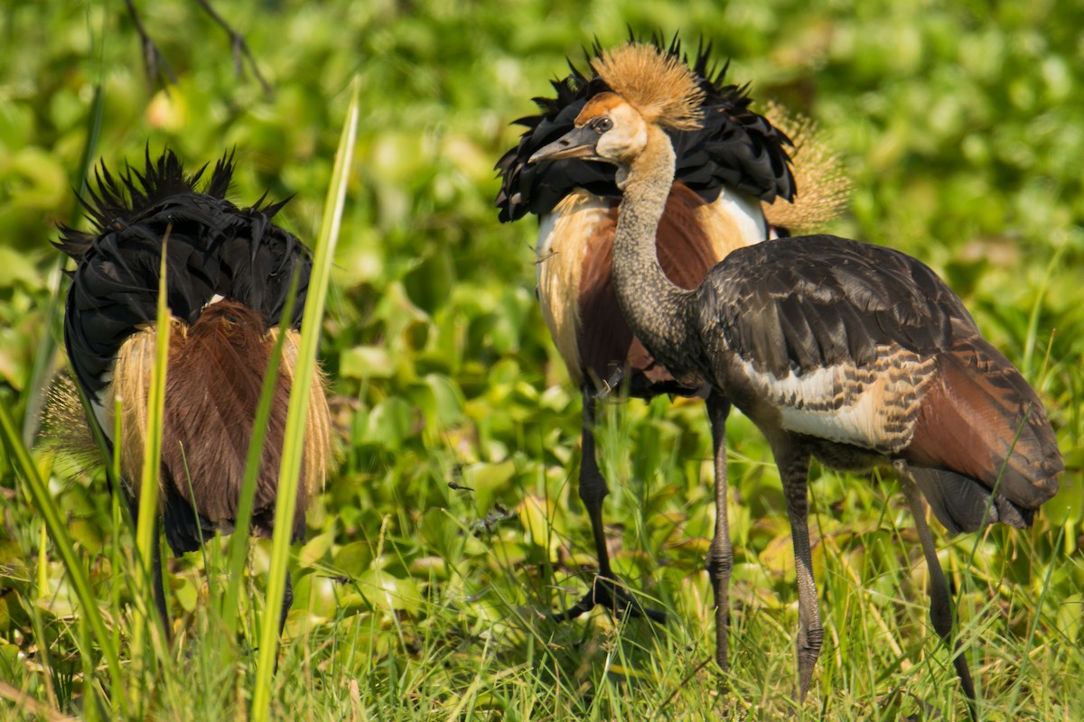 Gray Crowned-Crane - ML535847011