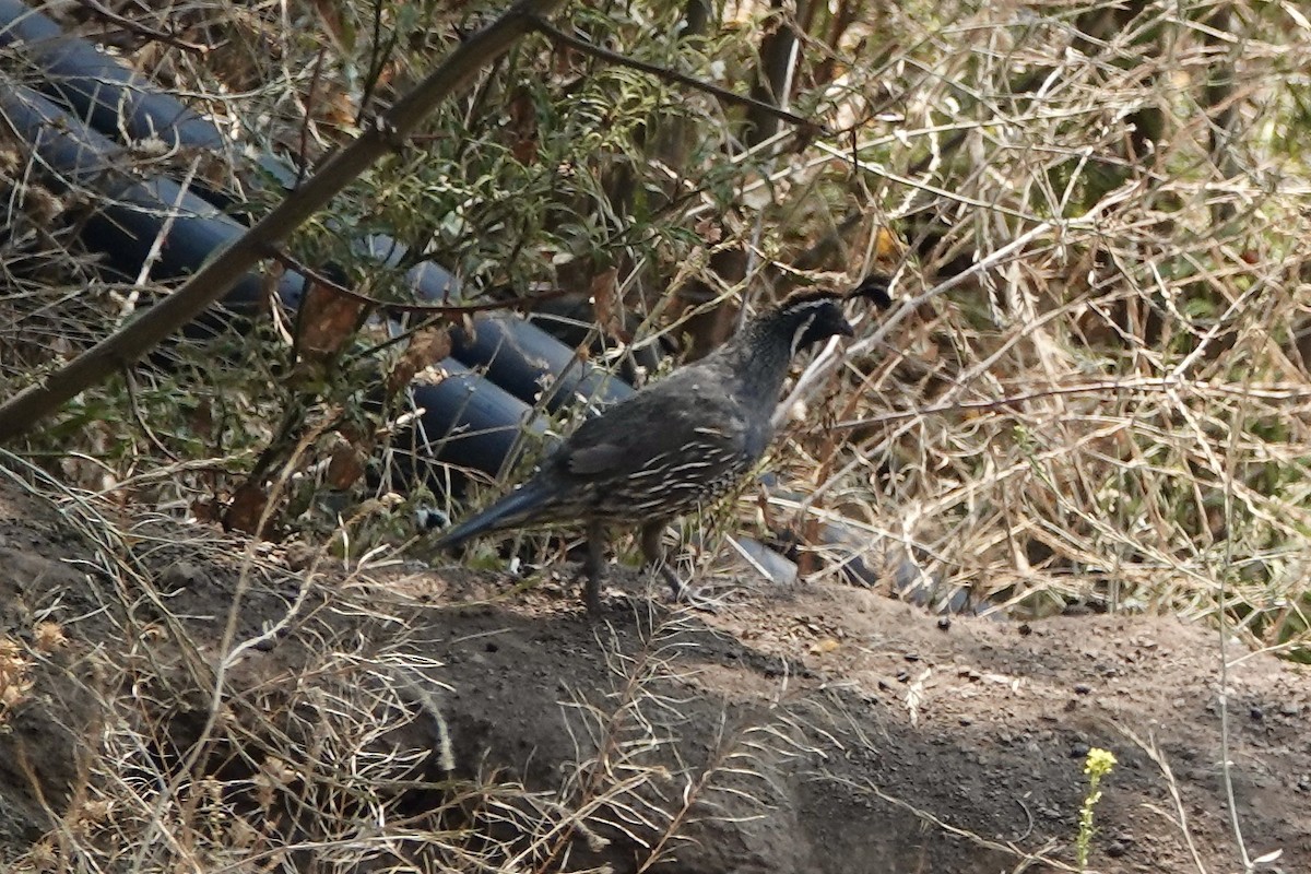 California Quail - ML535847261