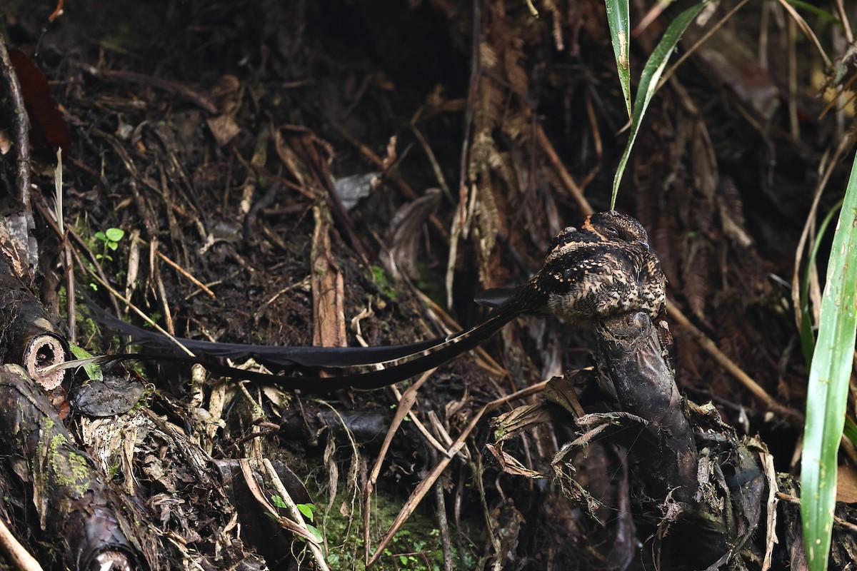 Lyre-tailed Nightjar - Sam Zhang