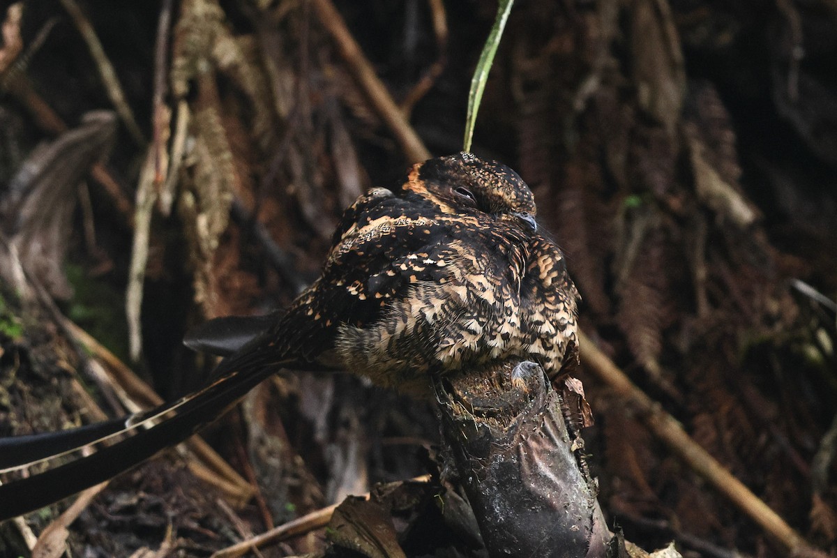 Lyre-tailed Nightjar - Sam Zhang