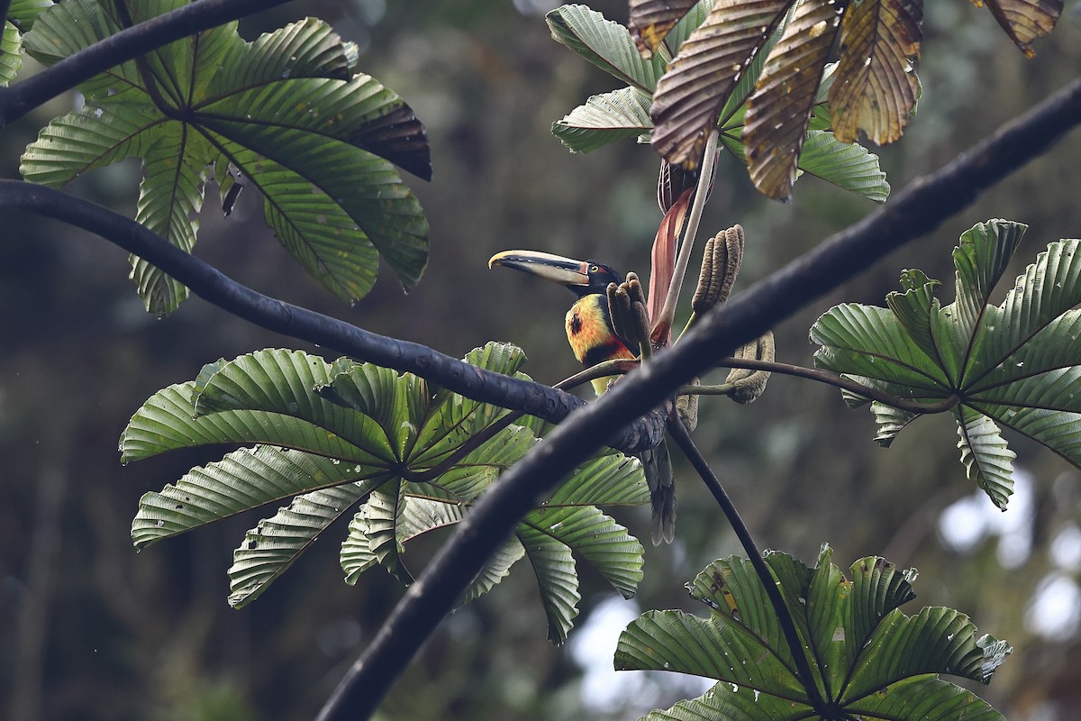 Collared Aracari (Pale-mandibled) - ML535848141