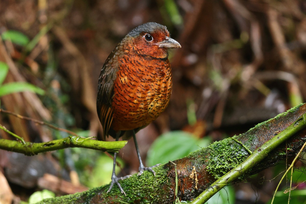 Giant Antpitta - ML535848341