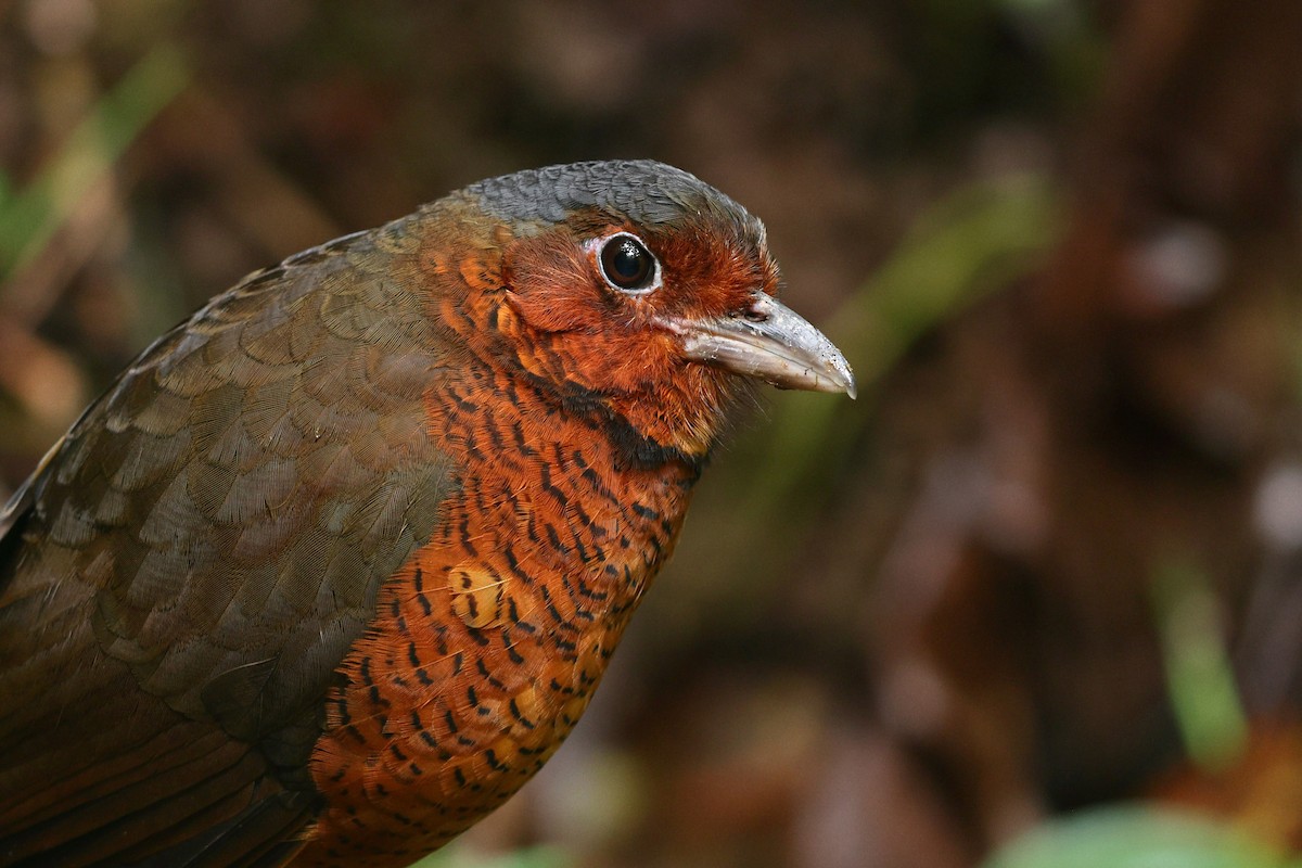 Giant Antpitta - ML535848581