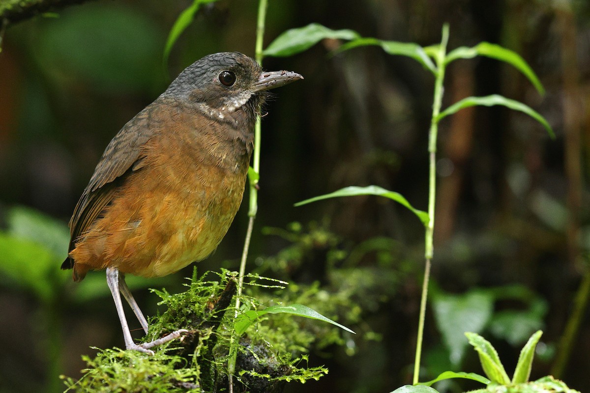 Moustached Antpitta - ML535848971