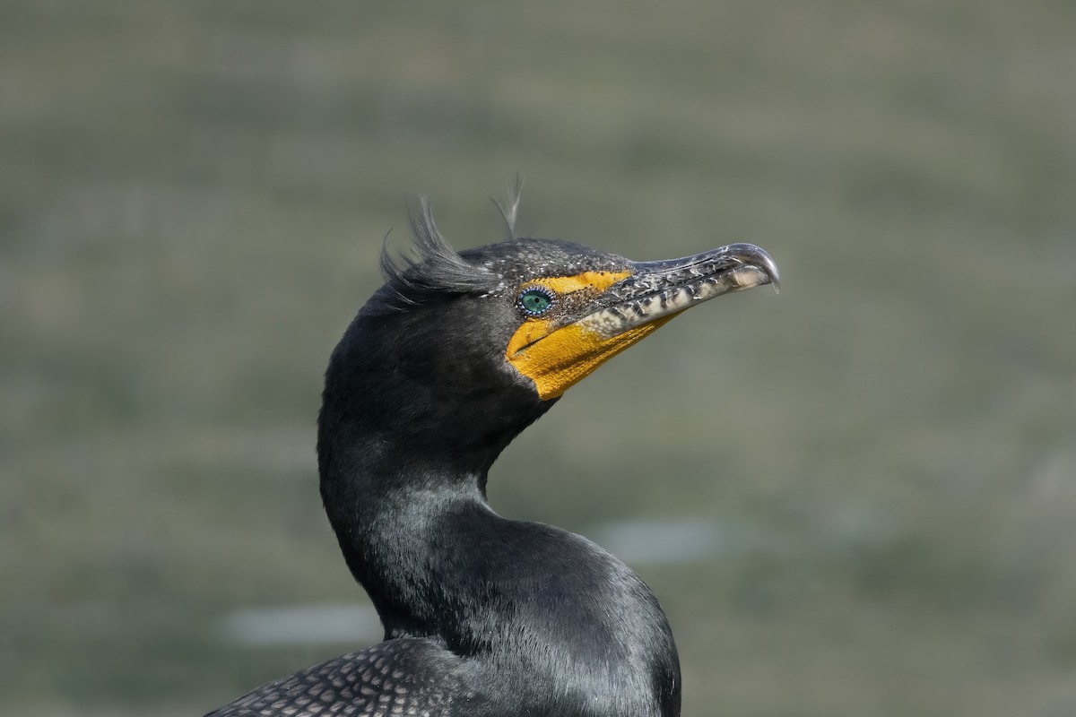 Double-crested Cormorant - ML535849621