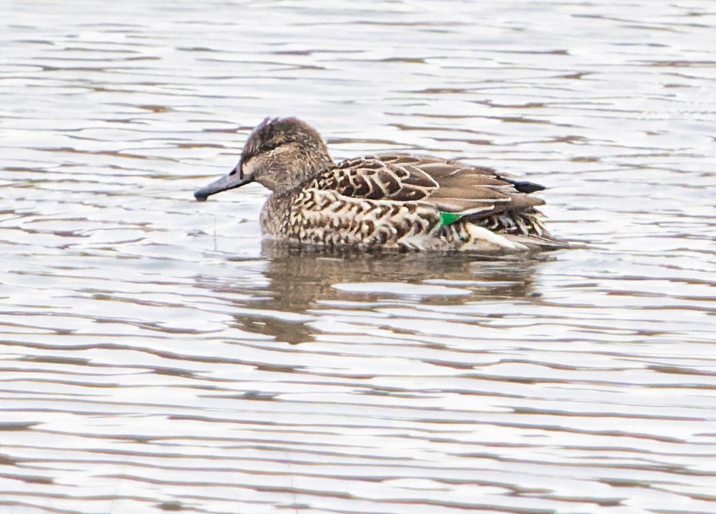 Green-winged Teal - ML535850511