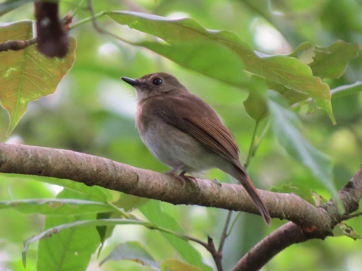 Fulvous-chested Jungle Flycatcher - Tom Wheatley