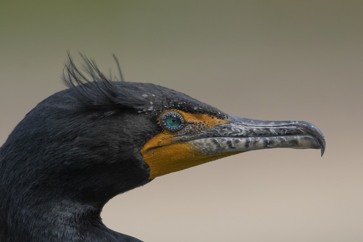 Double-crested Cormorant - ML535850961