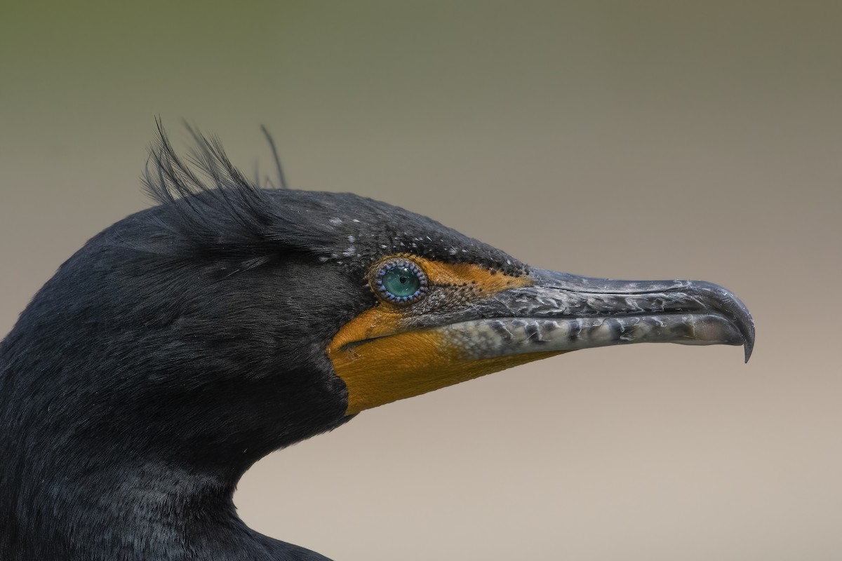 Double-crested Cormorant - Sean Siebuhr