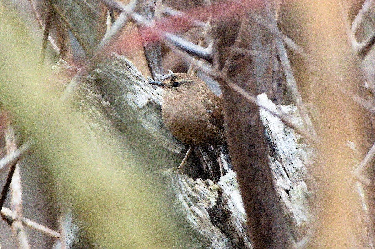 Winter Wren - ML535851361
