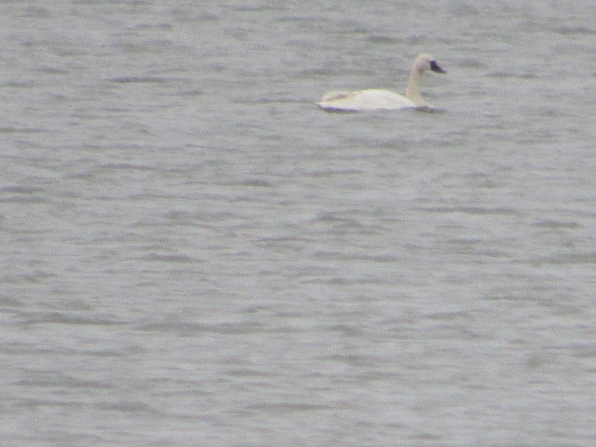 Tundra Swan - ML535851691