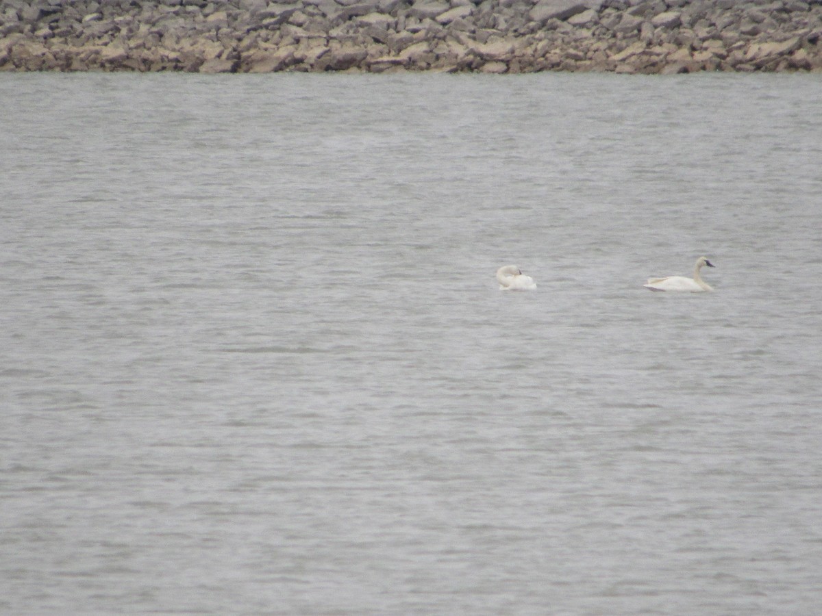 Tundra Swan - ML535851741