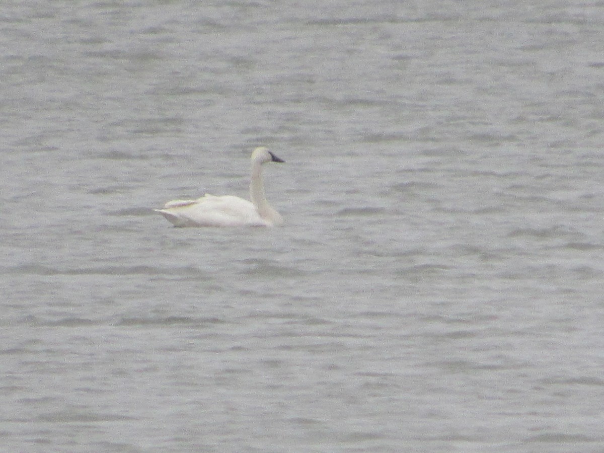 Tundra Swan - ML535851791