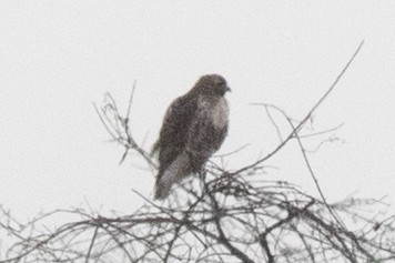 Red-tailed Hawk - ML535851801