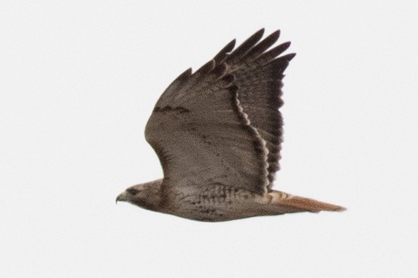 Red-tailed Hawk - ML535851841