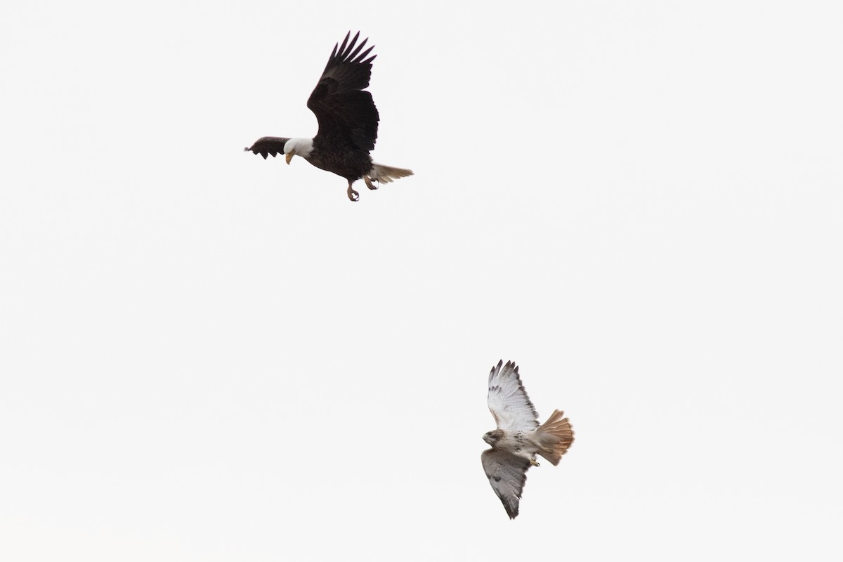 Red-tailed Hawk - ML535851871