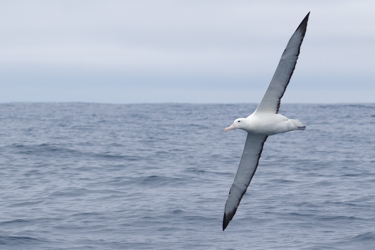 Northern/Southern Royal Albatross - ML535852561