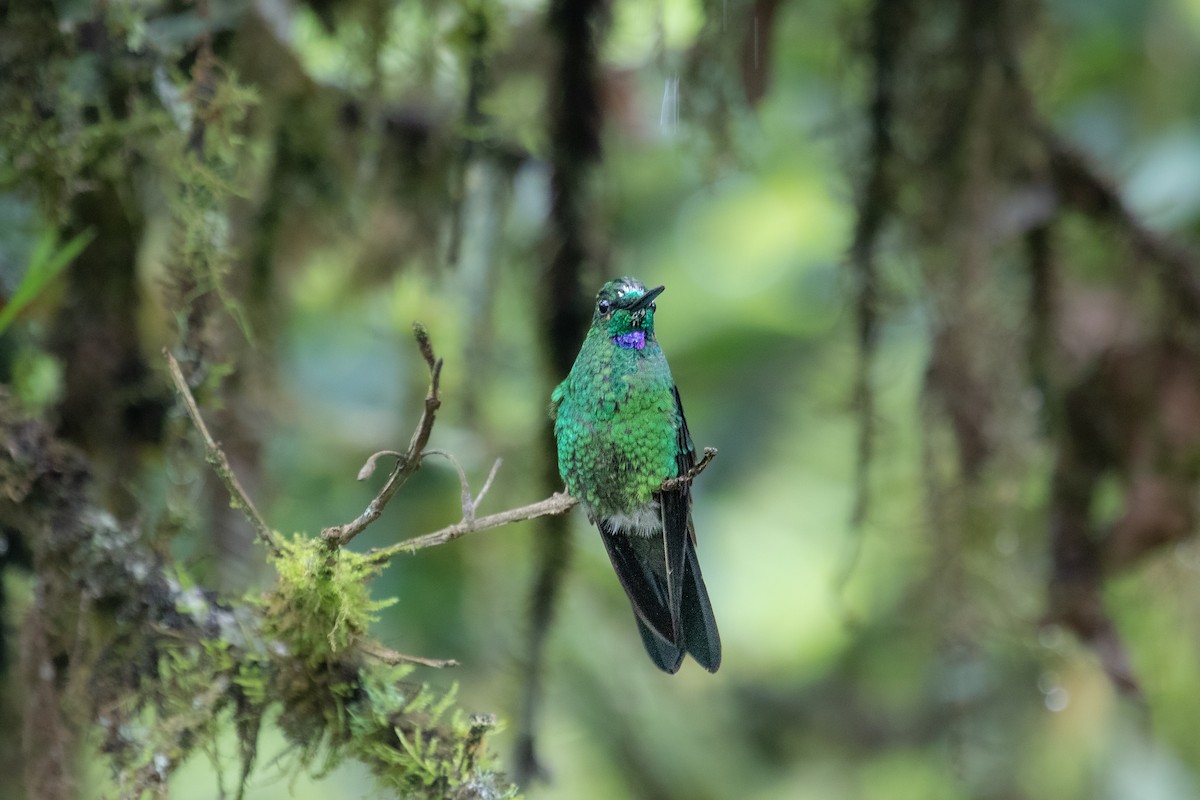 Green-crowned Brilliant - ML535852581