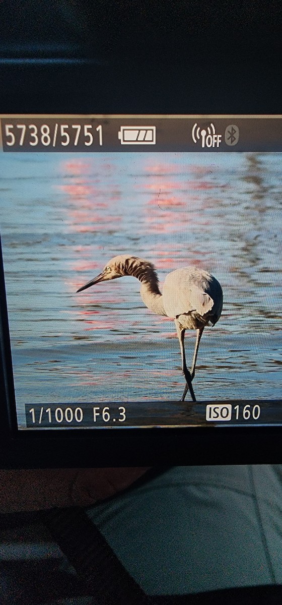 Reddish Egret - ML535852611