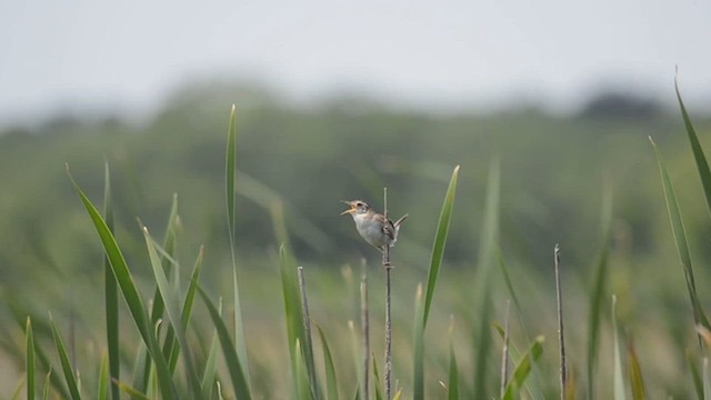 Marsh Wren - ML535852621