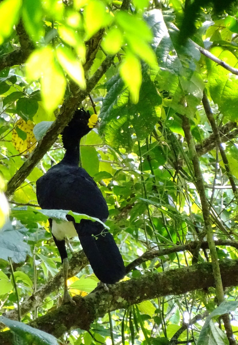 Great Curassow - ML53585291