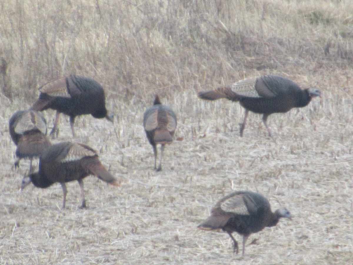 Wild Turkey - ML535853511