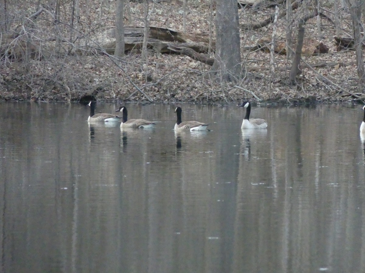 Canada Goose - ML535853591