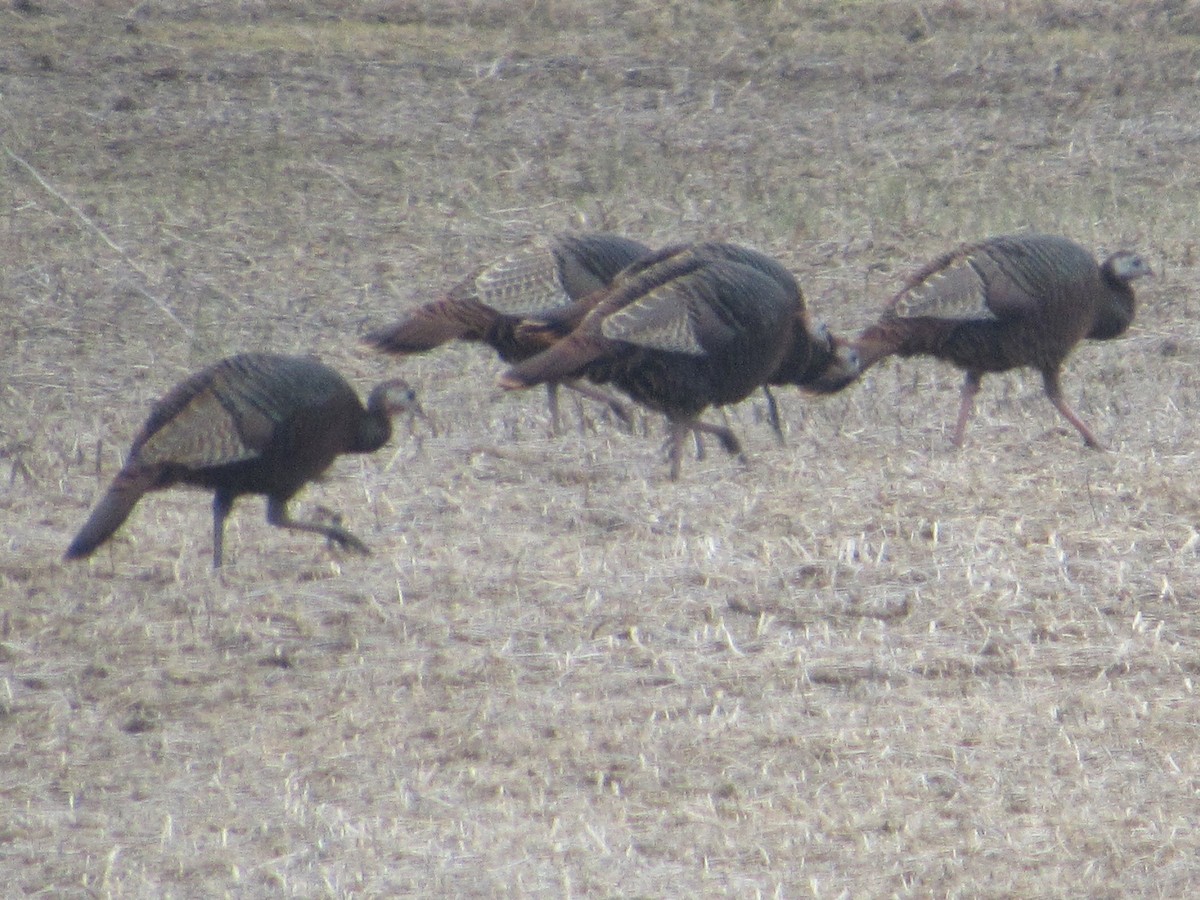 Wild Turkey - ML535853611