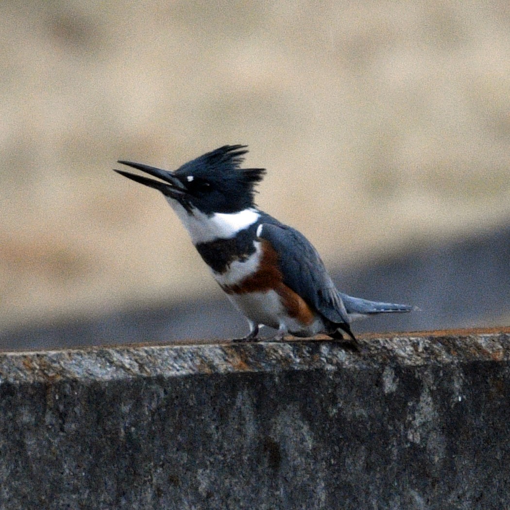 Belted Kingfisher - ML535853761
