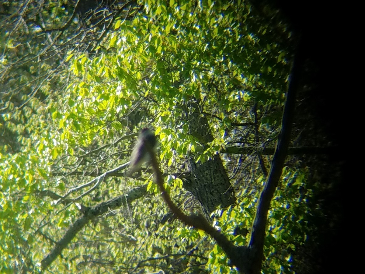 Eastern Kingbird - ML53585401