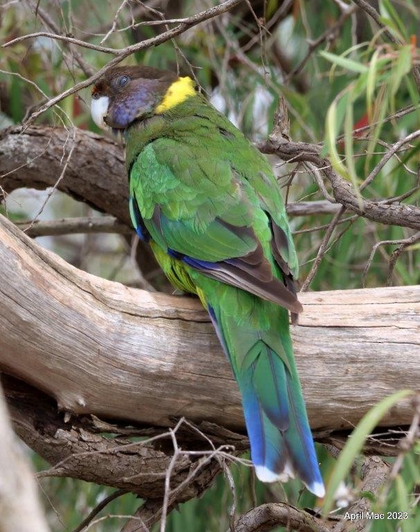 Perico de Port Lincoln - ML535854081