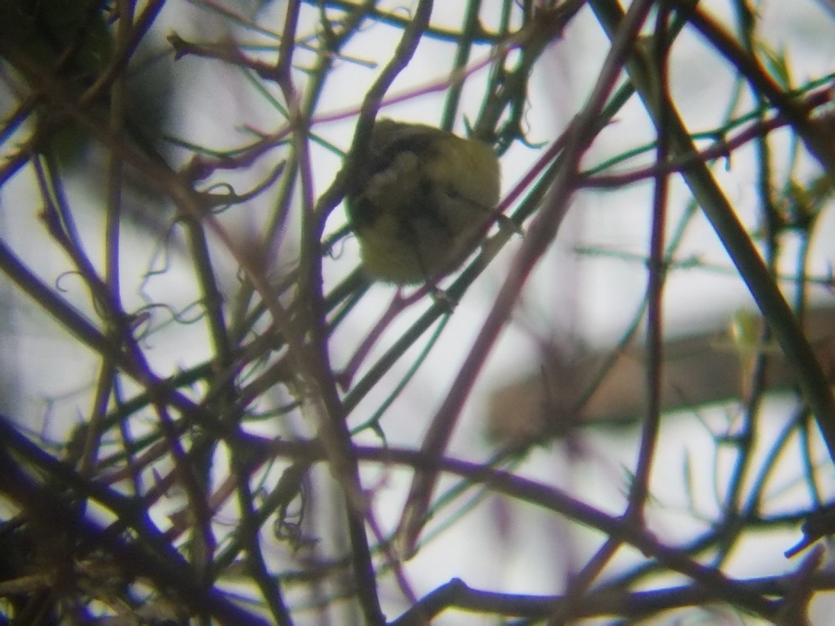 White-eyed Vireo - ML53585421