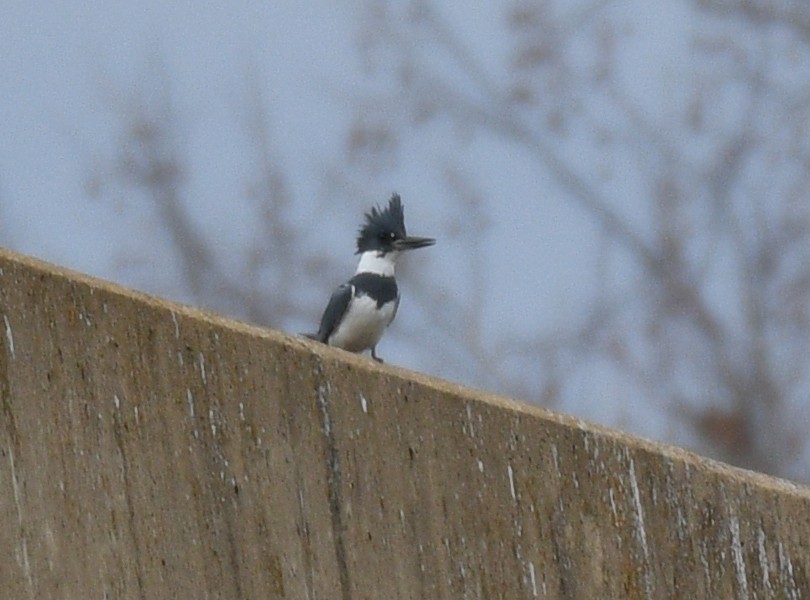 Belted Kingfisher - ML535854561