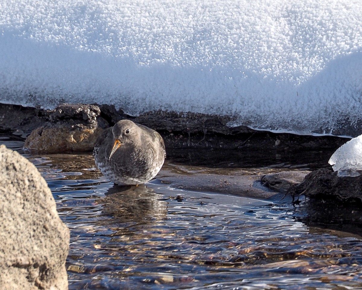 Purple Sandpiper - ML535854901