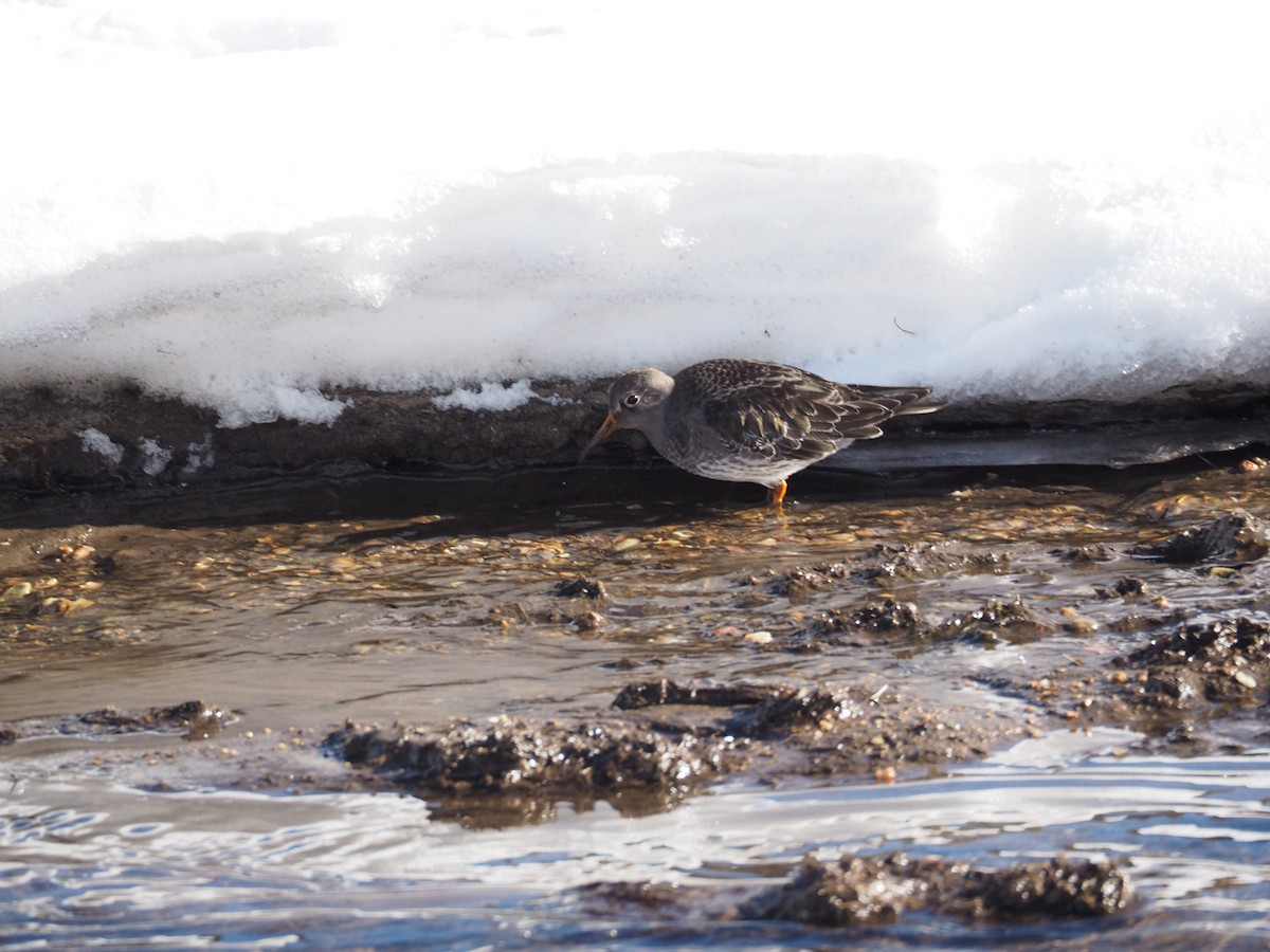 Purple Sandpiper - ML535854971