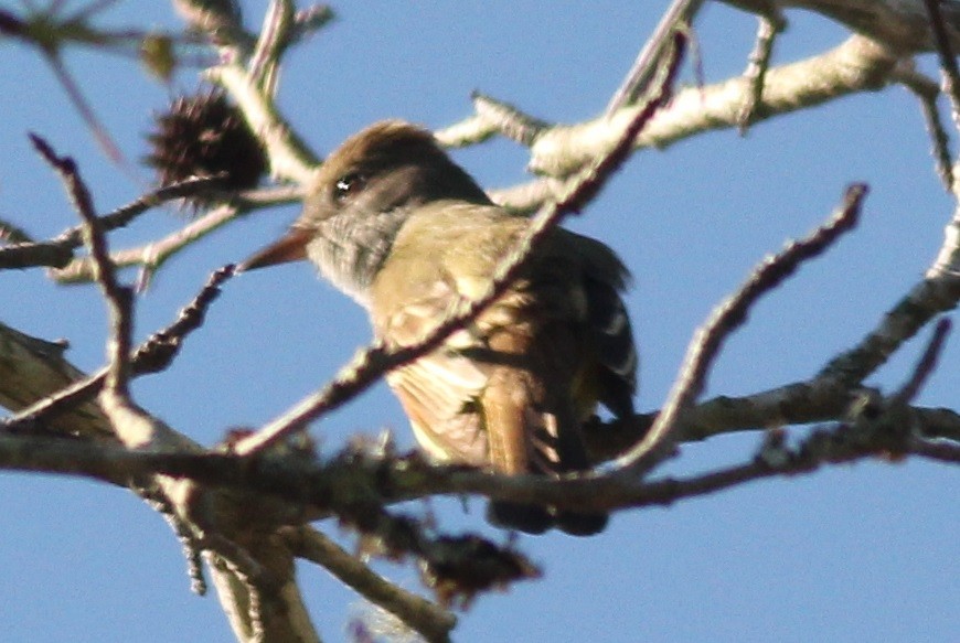 Great Crested Flycatcher - ML53585671