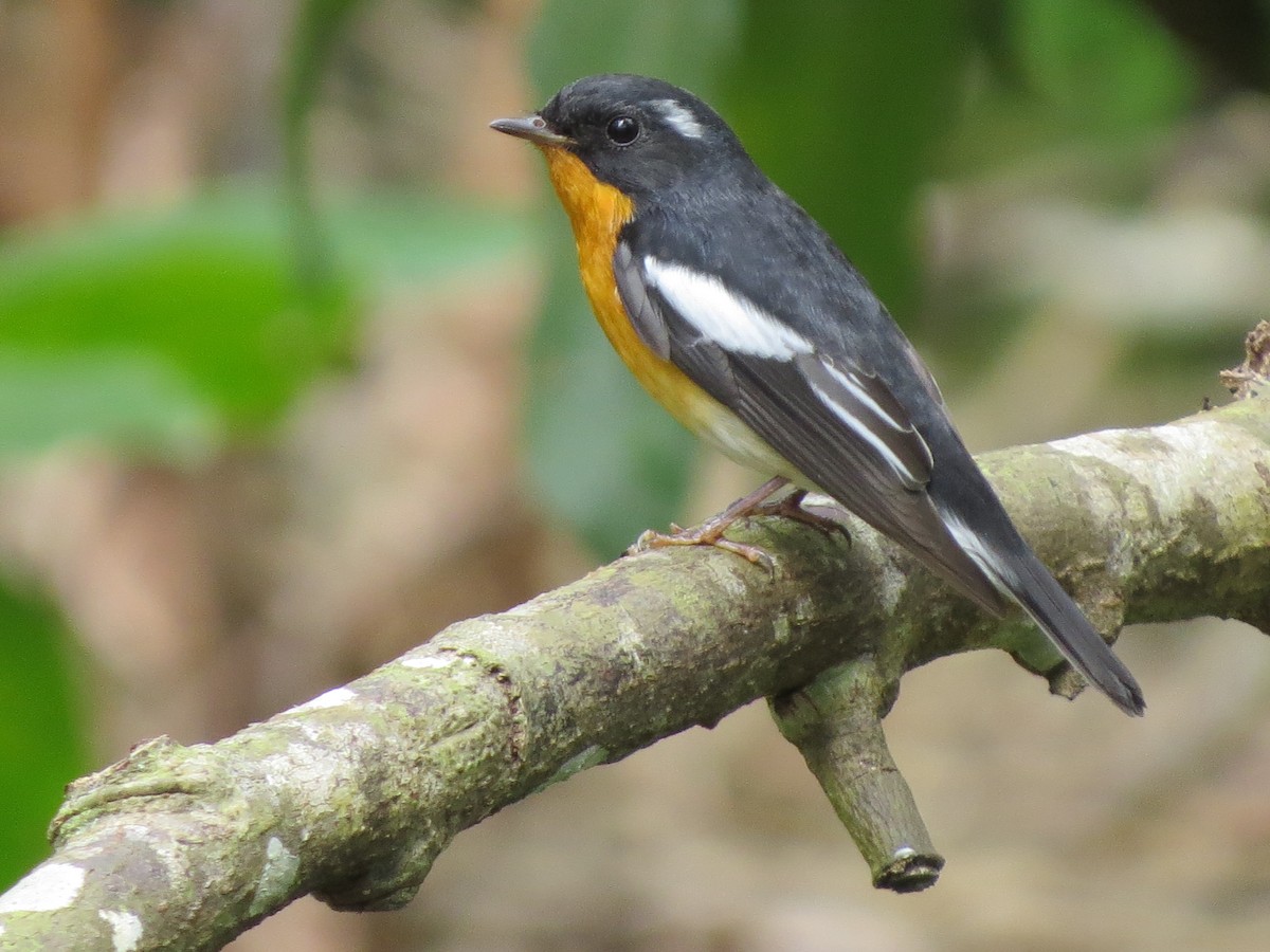 Mugimaki Flycatcher - Tom Wheatley