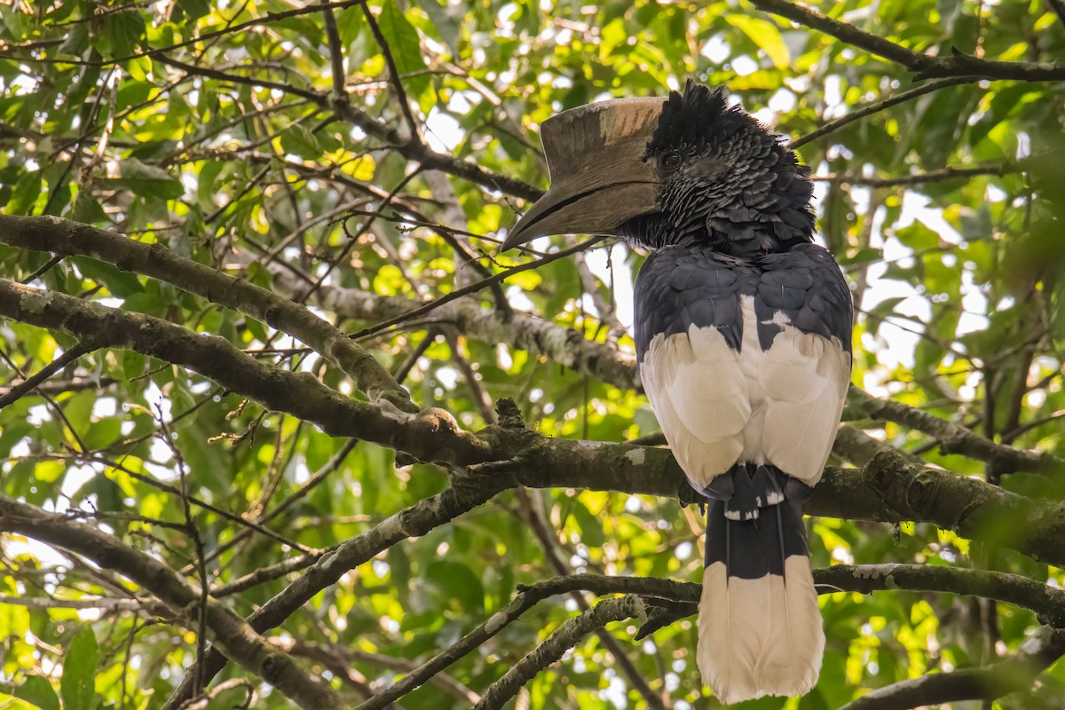 Black-and-white-casqued Hornbill - ML535857511