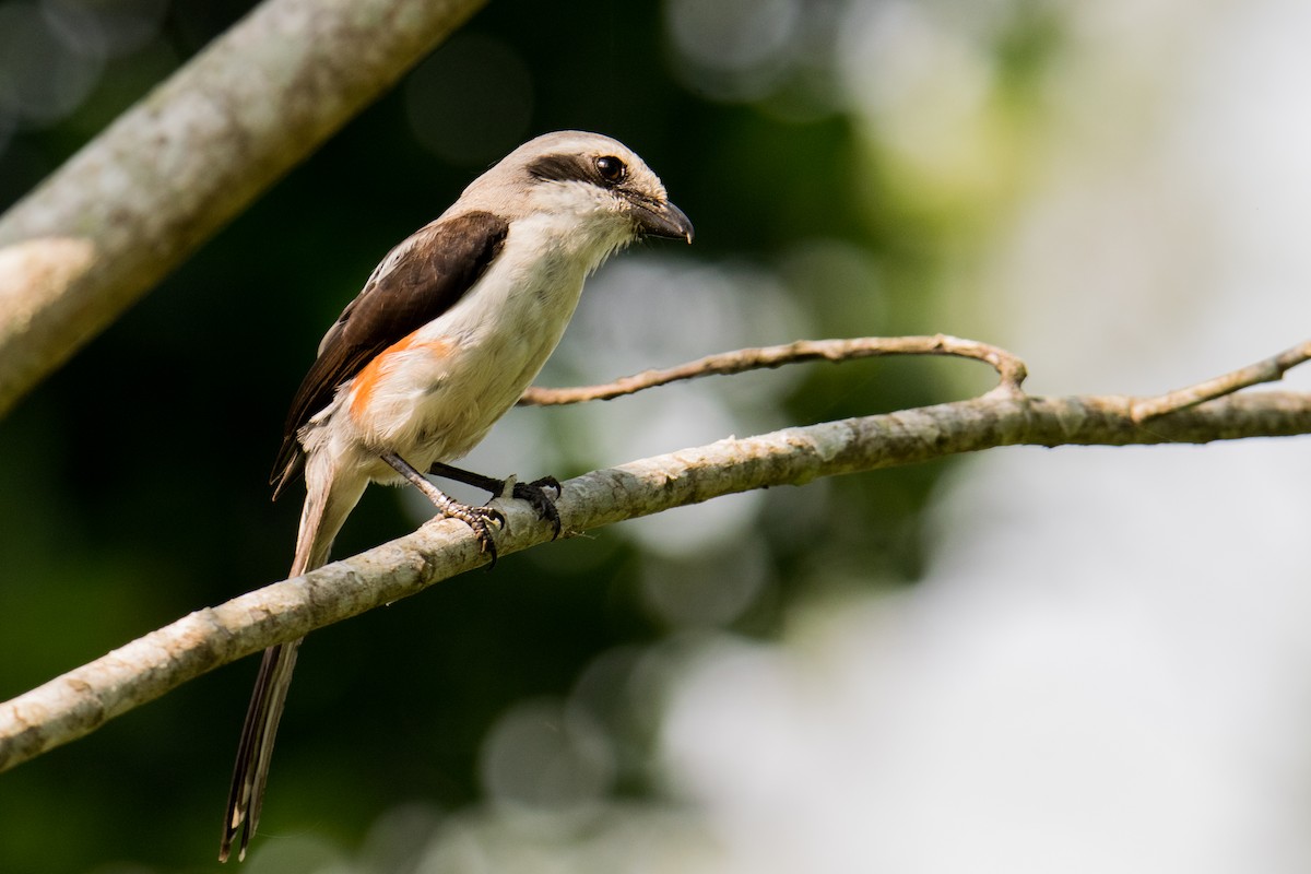 Mackinnon's Shrike - ML535857691