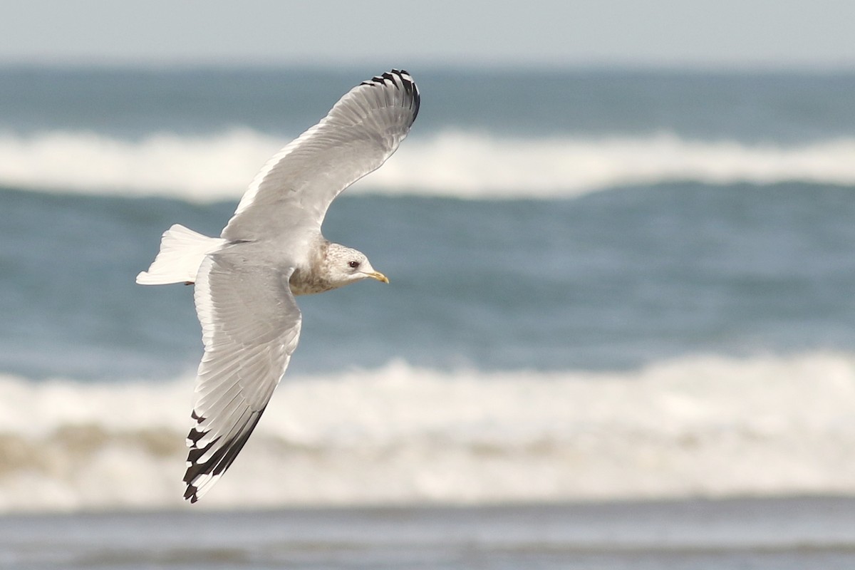 Short-billed Gull - Matt Sadowski