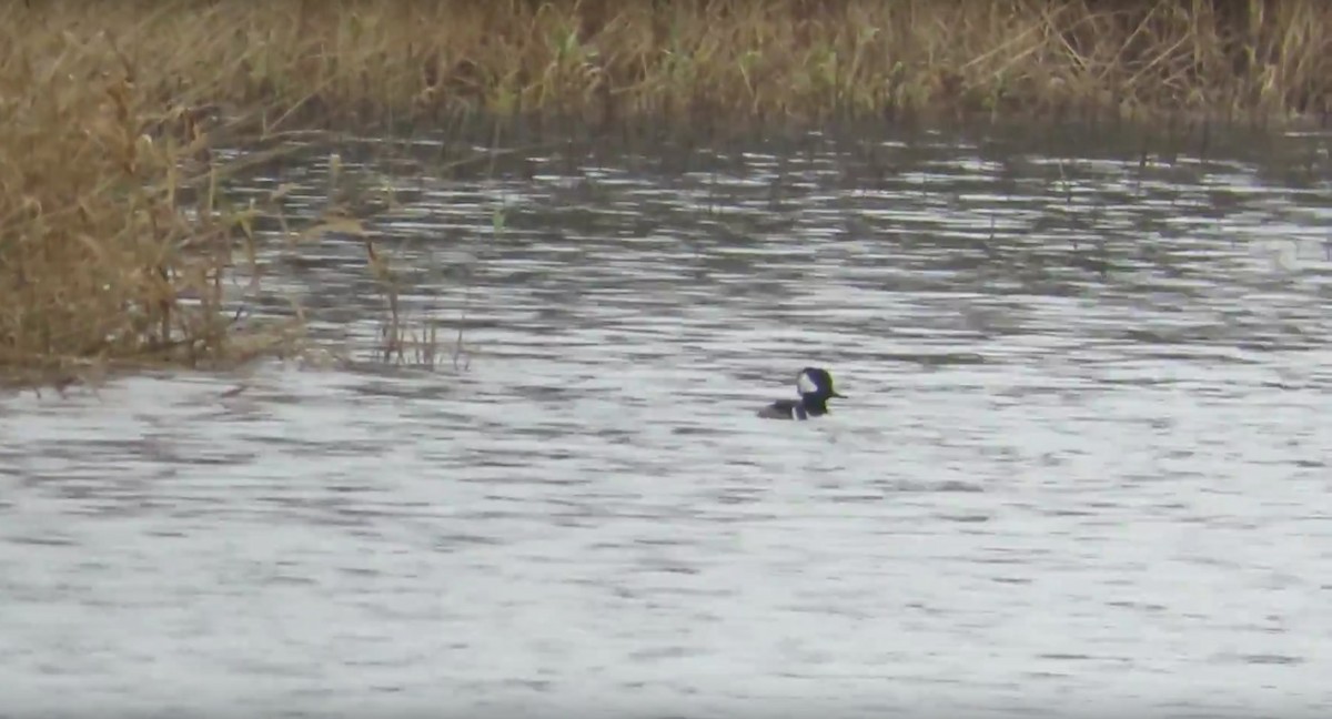 Hooded Merganser - ML53585851