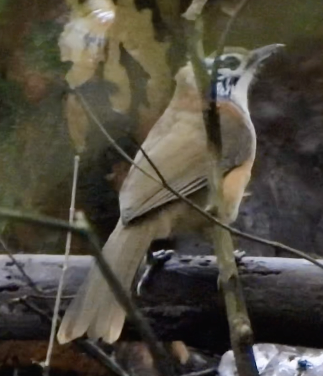 Greater Necklaced Laughingthrush - ML535858691
