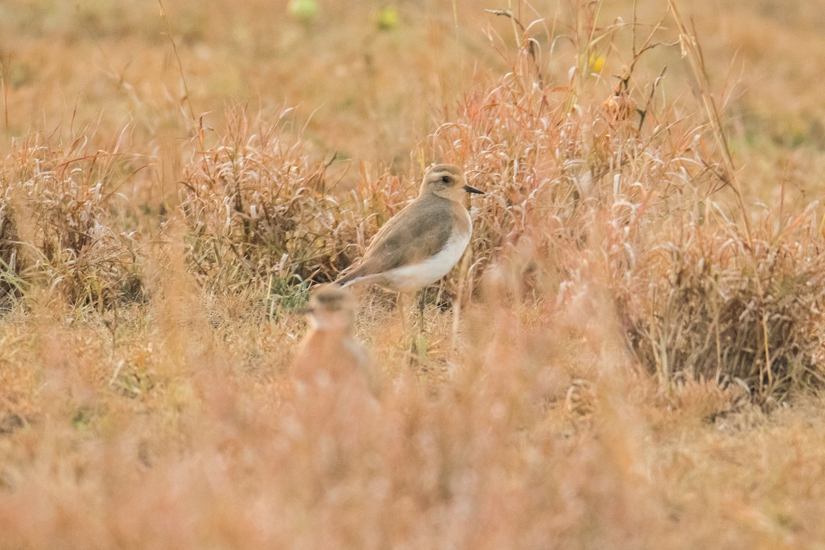 Caspian Plover - ML535858971