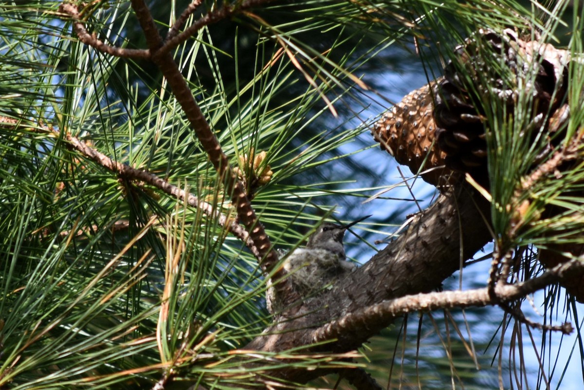 Anna's Hummingbird - ML535859421