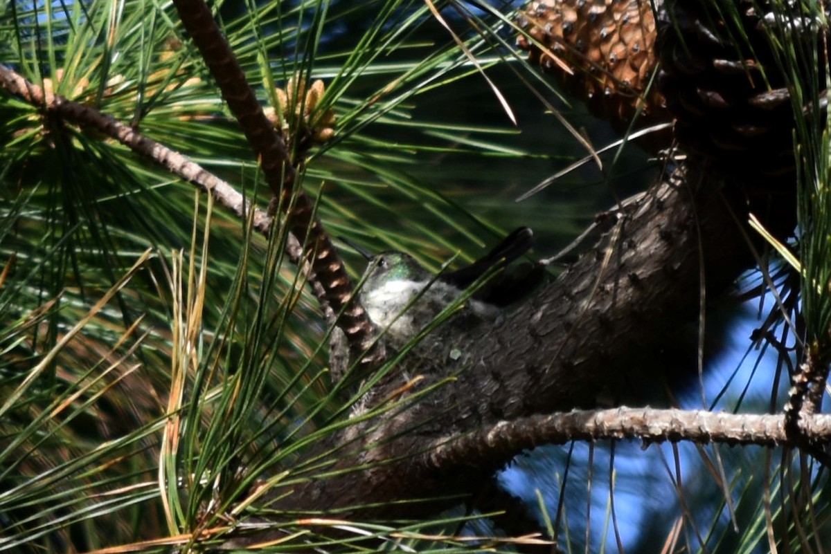 Anna's Hummingbird - ML535859431