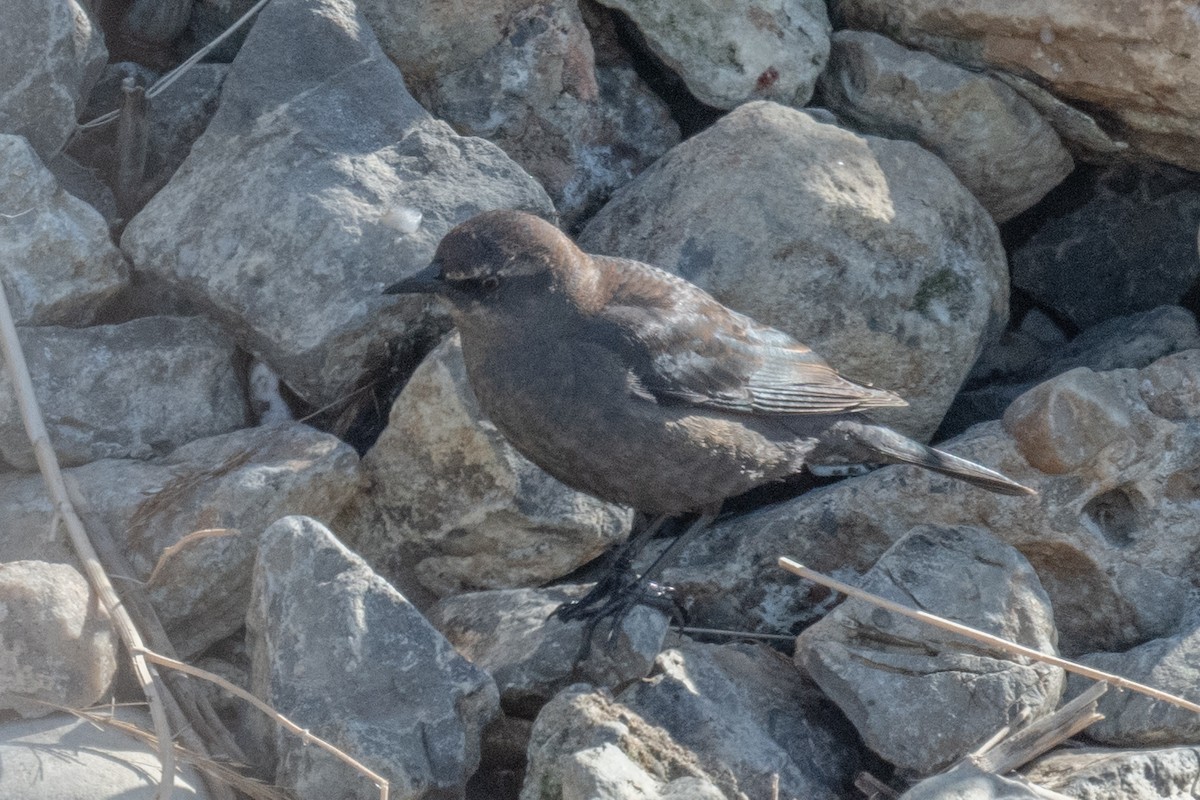 Quiscale rouilleux - ML535859781