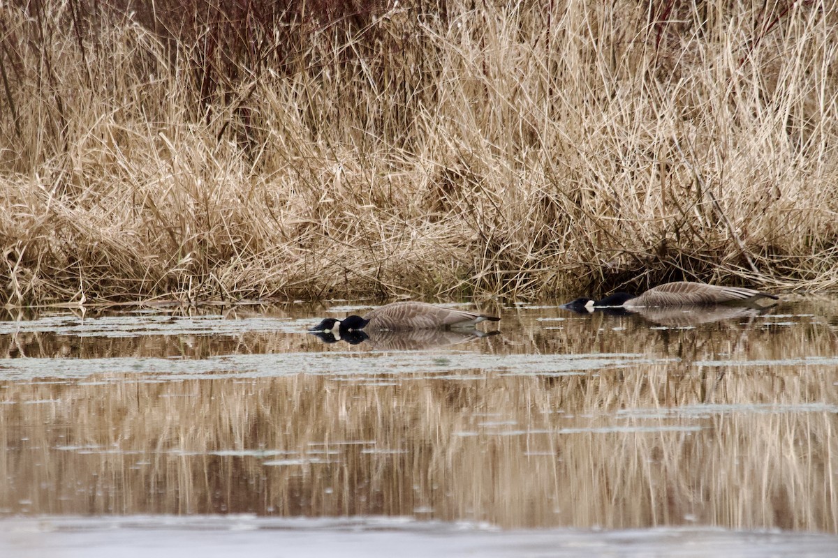 Bernache du Canada - ML535859891