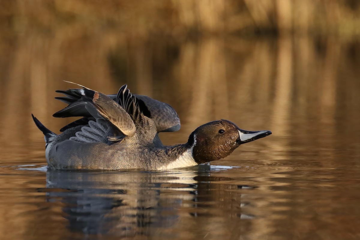 Northern Pintail - Matt Felperin