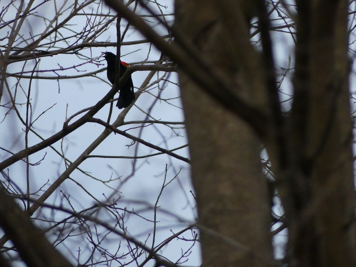 Red-winged Blackbird - Aiden Hubbard