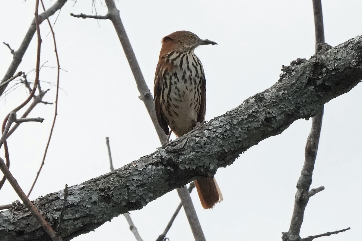 Brown Thrasher - ML535860181